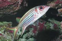 Squirrelfish: Metallic