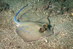 Stingray: Blue Spot; Diamond