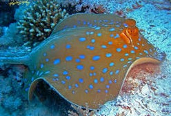 Stingray: Blue Spot; Round