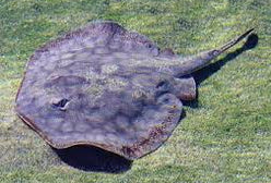 Stingray: California