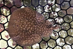 Stingray: Marbled Electric Ray