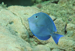 Tang: Atlantic Blue