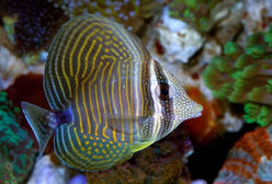 Tang: Desjardinii Sailfin