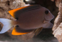 Tang: Flame Fin (Tomini)