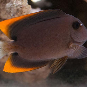 Tang: Flame Fin (Tomini)