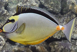 Tang: Naso; Male; Fiji