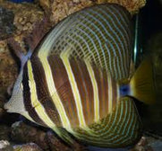 Tang: Sailfin