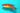 Wrasse: Angulatus Flasher; Mal