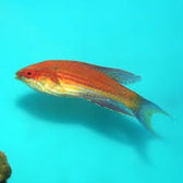 Wrasse: Angulatus Flasher; Mal