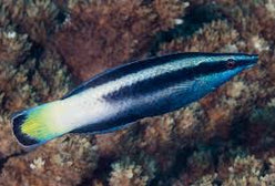 Wrasse: Bicolor Cleaner