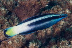 Wrasse: Bicolor Cleaner; Fiji