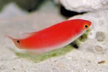 Wrasse: Black Fin Fairy; Fem.