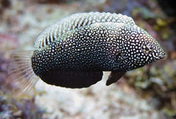 Wrasse: Black Leopard