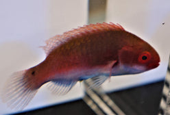 Wrasse: Blue Sided Fairy; Fem