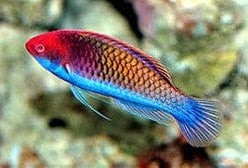 Wrasse: Blue Sided Fairy; Male