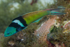 Wrasse: Bluehead; Atl.