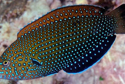 Wrasse: Bluespotted