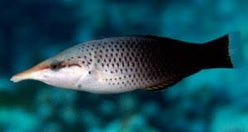 Wrasse: Brown Bird; Fiji