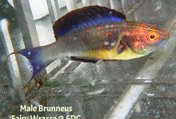 Wrasse: Brunneus Fairy; Male