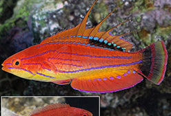 Wrasse: Carpenter Flasher