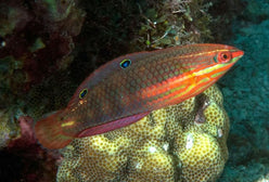 Wrasse: Christmas; Indo Pacifi