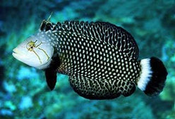 Wrasse: Dragon