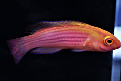 Wrasse: Earles; FEMALE; Mar