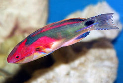 Wrasse: Exquisite Fairy; Afr.