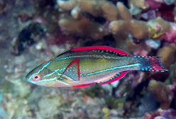 Wrasse: Exquisite Fairy; Fiji