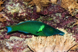 Wrasse: Green Bird