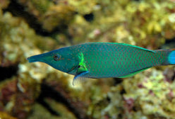 Wrasse: Green Bird; Fiji