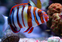 Wrasse: Harlequin Tusk; Aus.