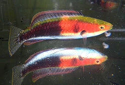 Wrasse: Katherines Fairy Wr.;