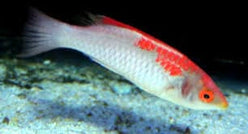 Wrasse: Koi Fairy; Male