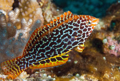 Wrasse: Leopard; Female