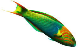 Wrasse: Lime Green (Sunset)