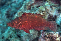 Wrasse: Longjaw; Red