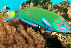 Wrasse: Lunare