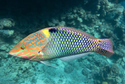 Wrasse: Marble