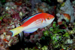 Wrasse: Marjorie Fairy; Male