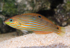 Wrasse: Melanarus; Female