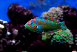 Wrasse: Melanarus; Male