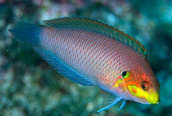 Wrasse: Moyeri Leopard