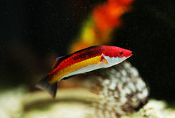 Wrasse: Naokos Fairy; Male