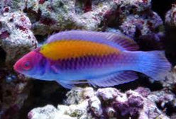 Wrasse: Orange Back Fairy; Mal