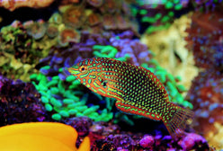 Wrasse: Ornate Leopard; Female