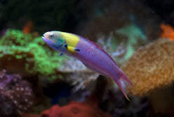 Wrasse: Paddlefin; Mexico