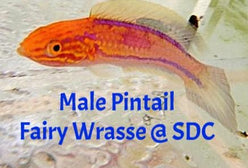 Wrasse: Pintail Fairy; Male