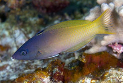 Wrasse: Purple Head