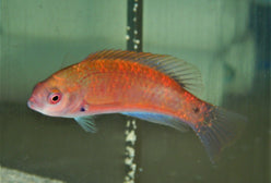 Wrasse: Purple Velvet Wrs; Fem